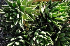 Grünanlagen: Gartenbau und Gartenpflege