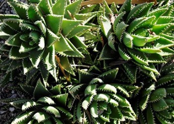 Garten-Bau-Pflege-1