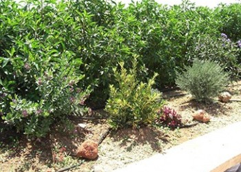 Garten-Bau-Pflege-23