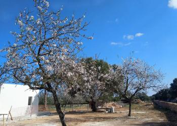 Mallorca-Bauen-6